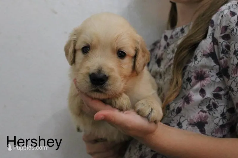 Hershey – Golden Retriever puppy for sale in Nora Springs, IA