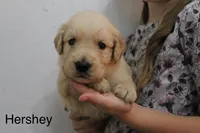 Hershey, a male Golden Retriever for sale in Nora Springs, IA – 1 of 3