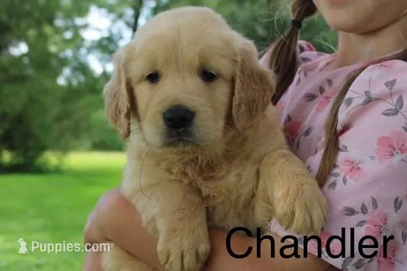 Chandler – Golden Retriever puppy for sale in Nora Springs, IA
