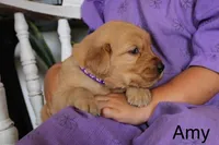 Amy, a female Golden Retriever for sale in Nora Springs, IA – 2 of 3