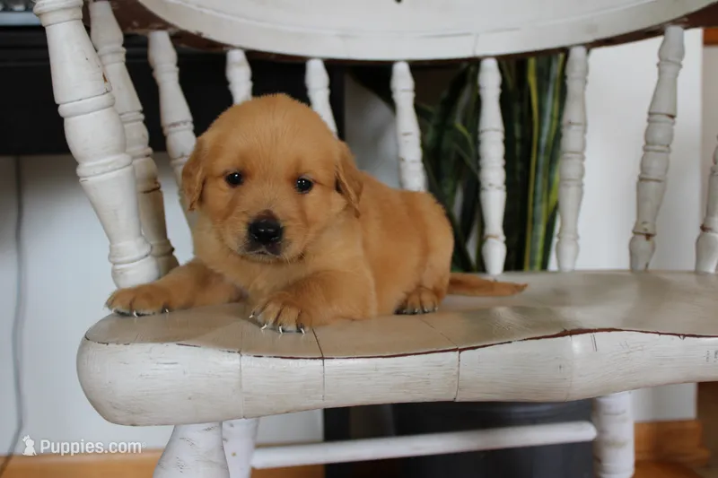 Buster – Golden Retriever puppy for sale in Nora Springs, IA