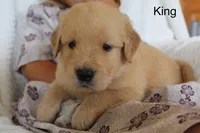 King, a male Golden Retriever for sale in Nora Springs, IA – 3 of 3