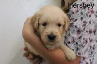 Hershey, a male Golden Retriever for sale in Nora Springs, IA – 2 of 3