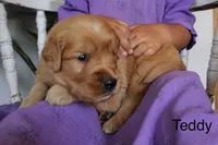Teddy, a male Golden Retriever for sale in Nora Springs, IA – 3 of 3