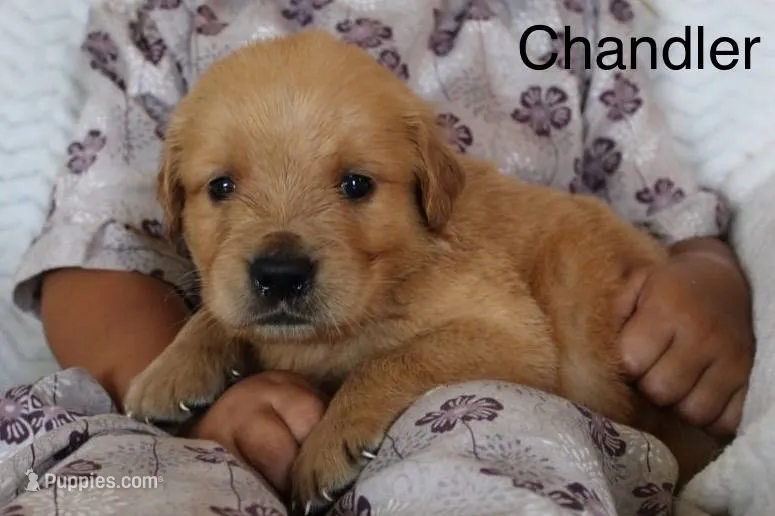 Chandler – Golden Retriever puppy for sale in Nora Springs, IA