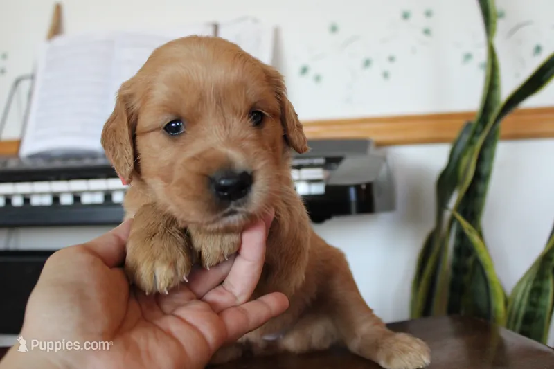 Treasure – Golden Retriever puppy for sale in Nora Springs, IA