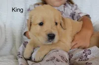 King, a male Golden Retriever for sale in Nora Springs, IA – 2 of 3