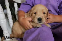 Daisy, a female Golden Retriever for sale in Nora Springs, IA – 1 of 1