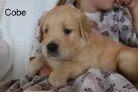 Cobe, a male Golden Retriever for sale in Nora Springs, IA – 3 of 3