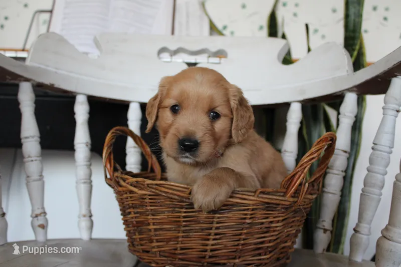 Treasure – Golden Retriever puppy for sale in Nora Springs, IA