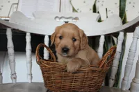 Treasure, a female Golden Retriever for sale in Nora Springs, IA – 1 of 3