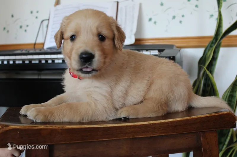Twix – Golden Retriever puppy for sale in Nora Springs, IA
