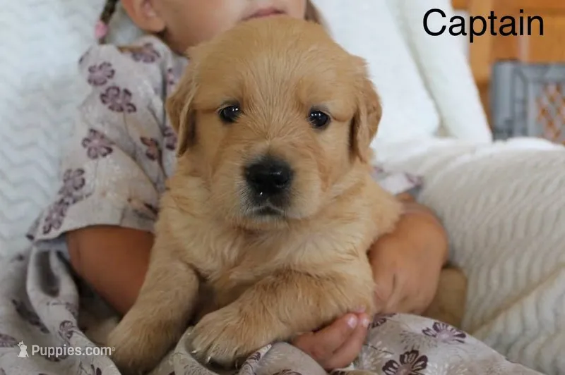 Captain – Golden Retriever puppy for sale in Nora Springs, IA