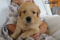 Captain, a male Golden Retriever for sale in Nora Springs, IA – 1 of 3