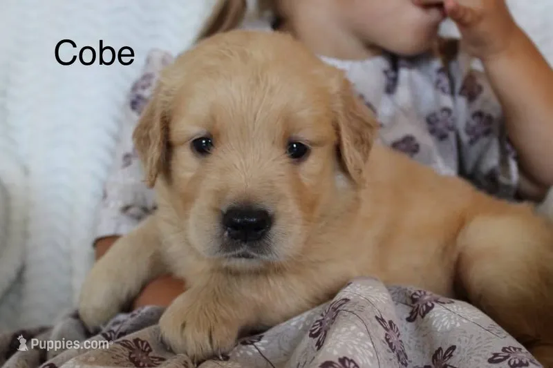 Cobe – Golden Retriever puppy for sale in Nora Springs, IA