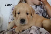 Cobe, a male Golden Retriever for sale in Nora Springs, IA – 1 of 3