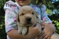 Treve, a male Golden Retriever for sale in Nora Springs, IA – 2 of 3