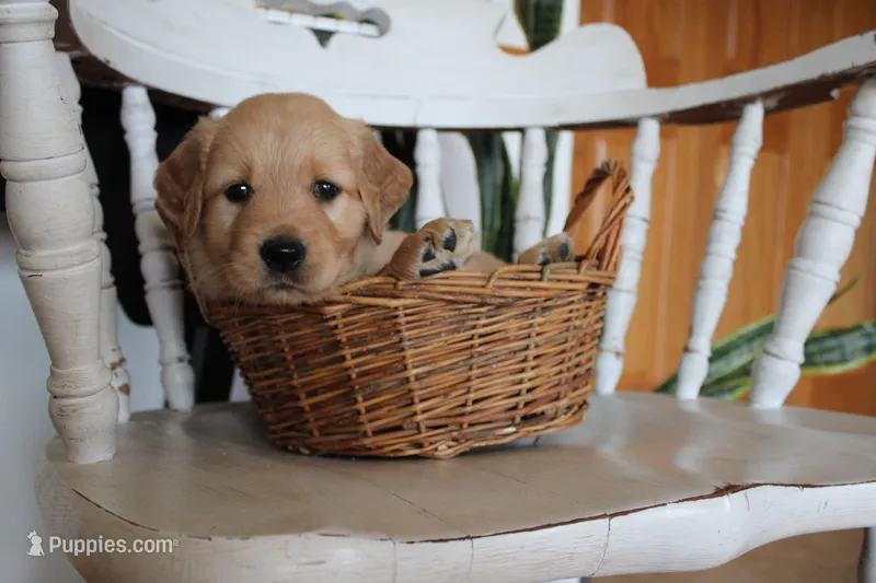 Snickers – Golden Retriever puppy for sale in Nora Springs, IA