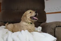 Ruler, a male Golden Retriever for sale in Nora Springs, IA – Photo 3 of 4