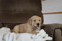 Ruler, a male Golden Retriever for sale in Nora Springs, IA – Photo 1 of 4