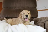 Ruler, a male Golden Retriever for sale in Nora Springs, IA – Photo 2 of 4