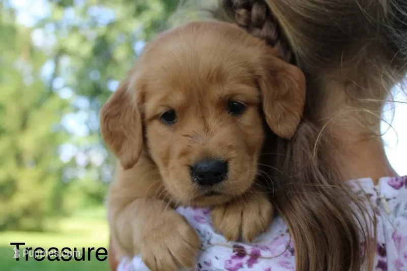 Treasure – Golden Retriever puppy for sale in Nora Springs, IA