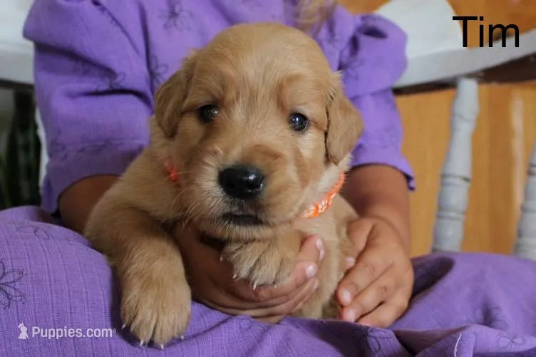 Tim – Golden Retriever puppy for sale in Nora Springs, IA