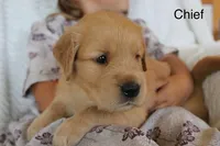 Chief, a male Golden Retriever for sale in Nora Springs, IA – 3 of 3