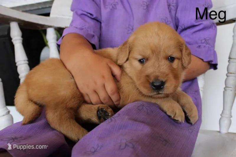 Meg – Golden Retriever puppy for sale in Nora Springs, IA