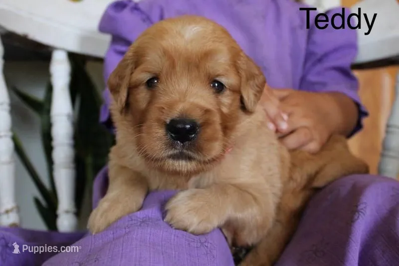 Teddy – Golden Retriever puppy for sale in Nora Springs, IA