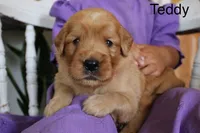 Teddy, a male Golden Retriever for sale in Nora Springs, IA – 1 of 3