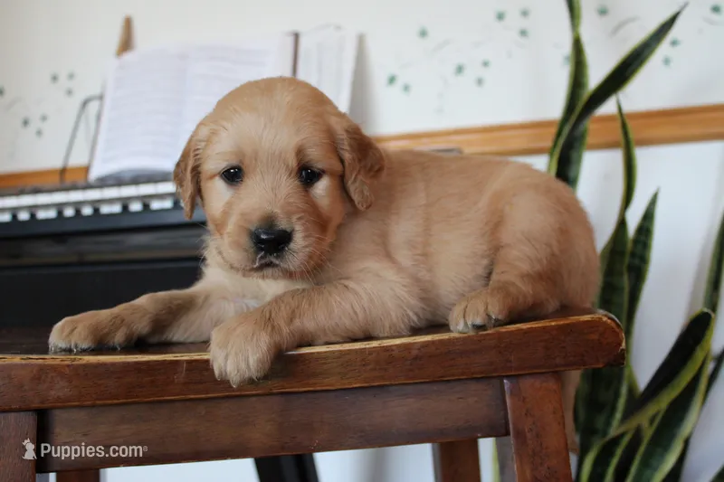 Java – Golden Retriever puppy for sale in Nora Springs, IA