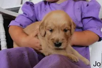 Jo, a female Golden Retriever for sale in Nora Springs, IA – 3 of 3
