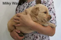 Milky Way, a male Golden Retriever for sale in Nora Springs, IA – 3 of 3