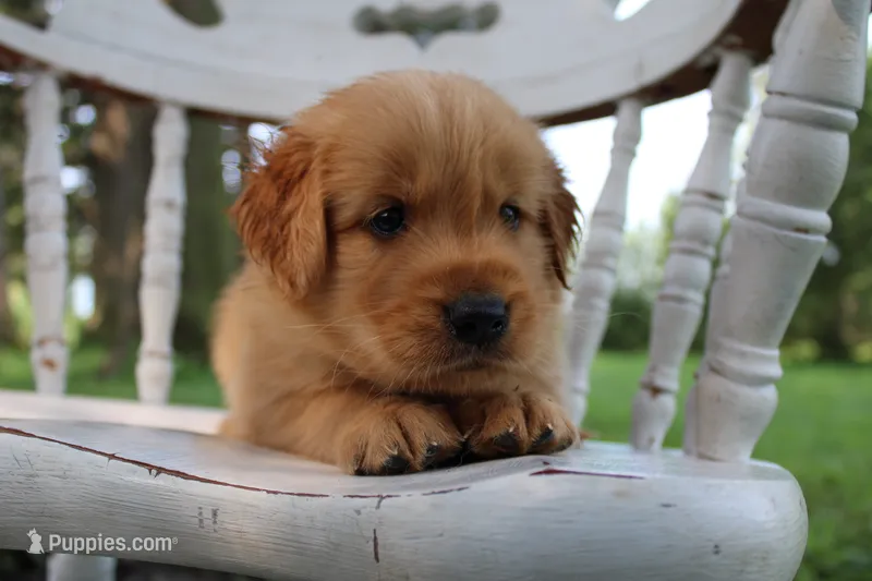 Demi – Golden Retriever puppy for sale in Nora Springs, IA