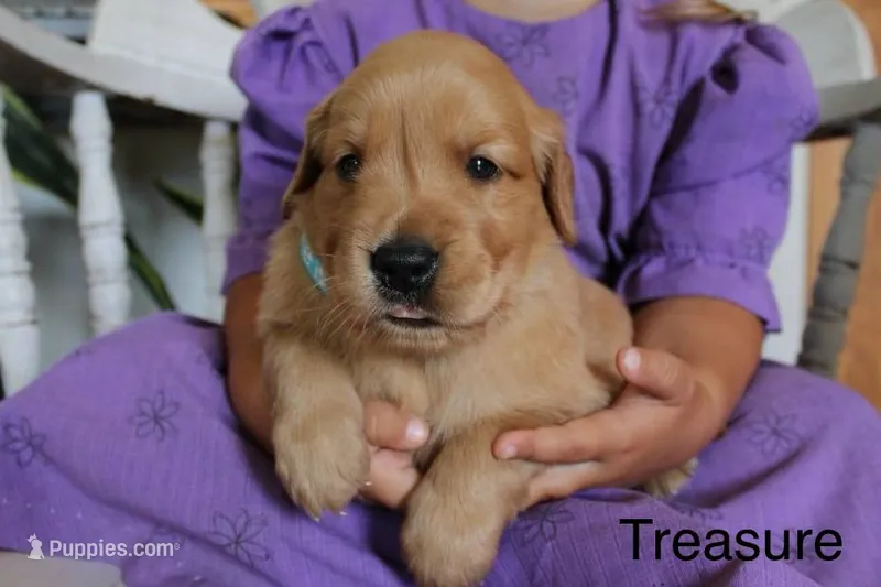 Treasure – Golden Retriever puppy for sale in Nora Springs, IA