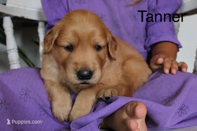 Tanner – Golden Retriever puppy for sale in Nora Springs, IA