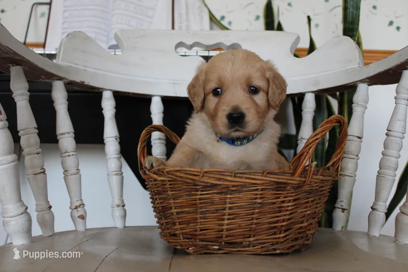 Java – Golden Retriever puppy for sale in Nora Springs, IA
