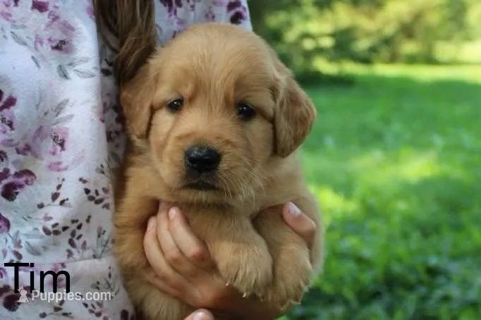Tim – Golden Retriever puppy for sale in Nora Springs, IA