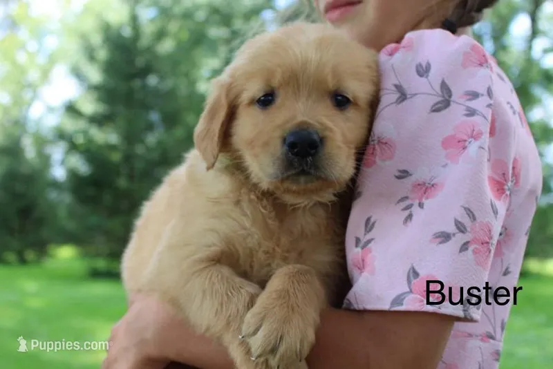 Buster – Golden Retriever puppy for sale in Nora Springs, IA