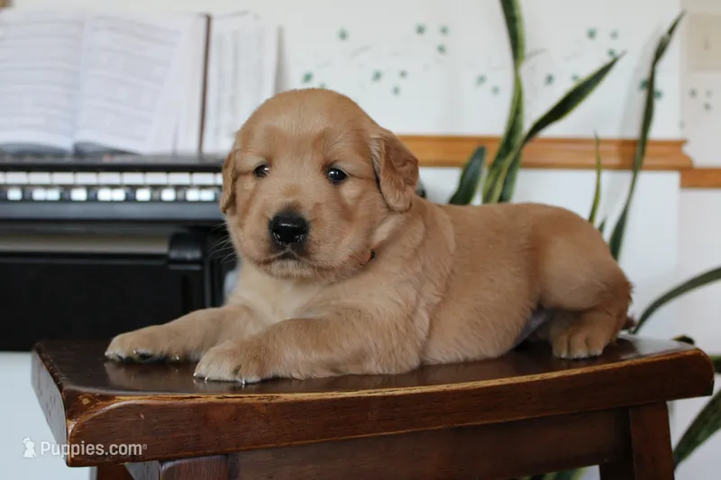 Treve – Golden Retriever puppy for sale in Nora Springs, IA
