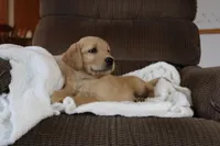 Captain, a male Golden Retriever for sale in Nora Springs, IA – Photo 2 of 4