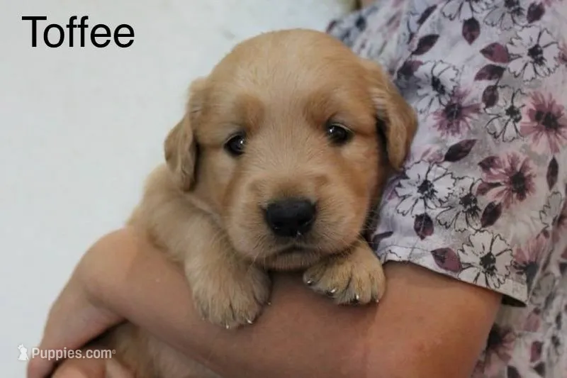 Toffee – Golden Retriever puppy for sale in Nora Springs, IA