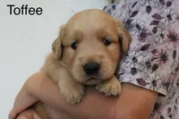 Toffee, a female Golden Retriever for sale in Nora Springs, IA – 1 of 3