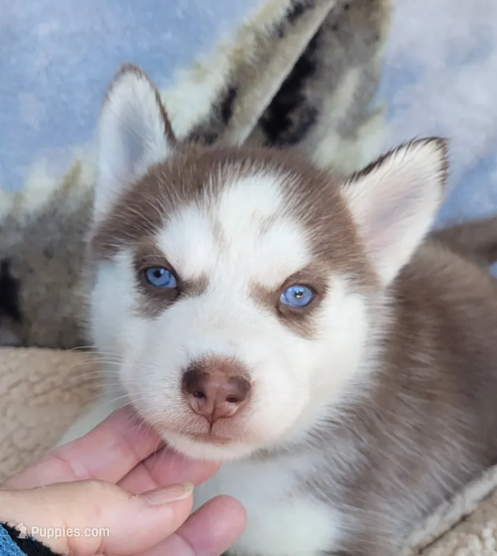Flame – Siberian Husky puppy for sale in La Veta, CO
