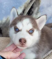 Flame, a female Siberian Husky for sale in La Veta, CO – 1 of 1