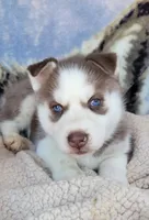 Fiery, a female Siberian Husky for sale in La Veta, CO – 1 of 1