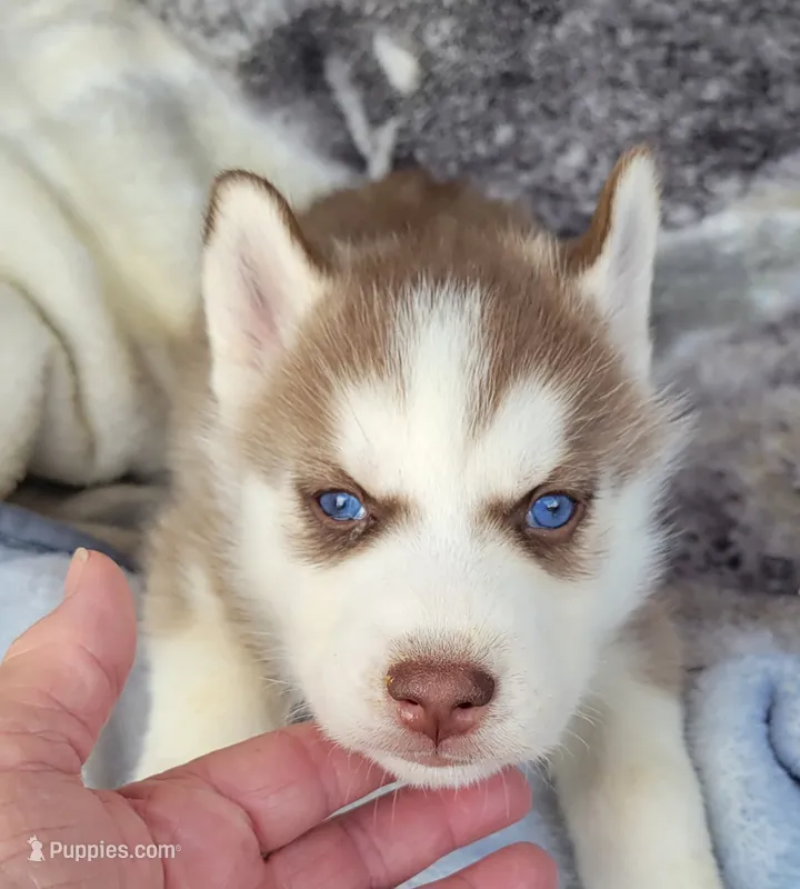 Flame  – Siberian Husky puppy for sale in La Veta, CO