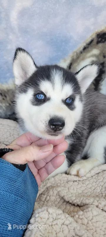 Timber – Siberian Husky puppy on hold in La Veta, CO