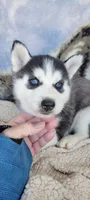 Timber, a male Siberian Husky for sale in La Veta, CO – 1 of 1